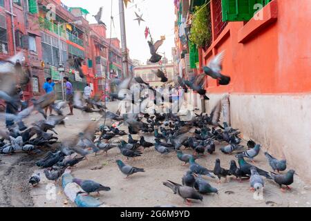 KOLKATA, WEST BENGAL, INDIA - DECEMBER 24TH 2017 : Pigeons on the footpath of Bow barracks, Kolkata, West Bengal - India Stock Photo