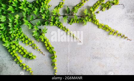 Green ivy creeper plant on gray concrete cement wall Stock Photo
