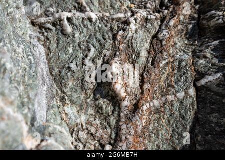 Wild big green marble rock with white and brown inclusions close-up texture. Various rocky surface on seashore in sunny Greece near Athens Stock Photo