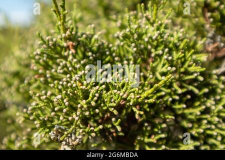 Green Juniperus excelsa, the Greek juniper evergreen tree branch fur vibrant close-up with blur, Mediterranean sea, Greece Stock Photo