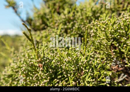 Green Juniperus excelsa, the Greek juniper evergreen tree branch fur vibrant close-up with blur on blue sunny day, Mediterranean sea, Greece Stock Photo