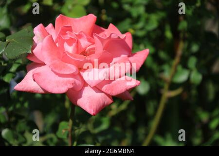 Bonn Germany June 2021 pink flowering peony against green background in natural sunlight Stock Photo