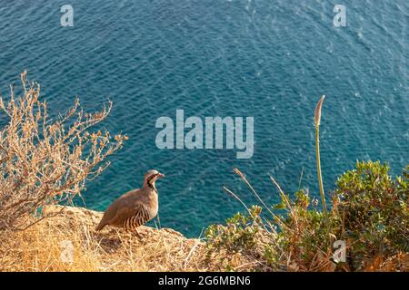 The rock partridge (Alectoris graeca), pheasant family. Birds watching on rocky edge of Mediterranean blue sea coast, Cape Sounion, Attica, summer in Stock Photo