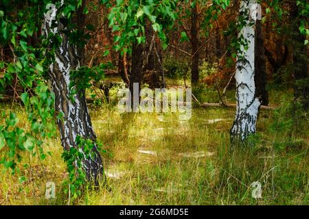 Two birch trees in a pine forest, sunlight through branches Stock Photo