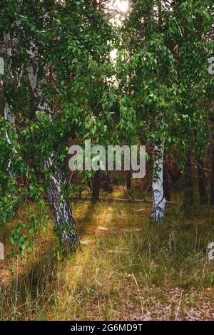 Two birch trees in a pine forest, sunlight through branches Stock Photo