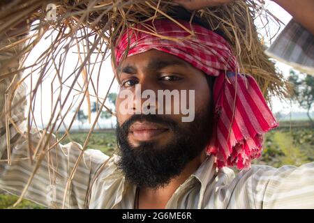 Indian Farmer Carrying Bundle of Paddy Crop Stock Photo