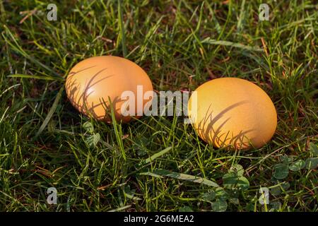 Easter eggs, two dyed chicken eggs in the grass Stock Photo