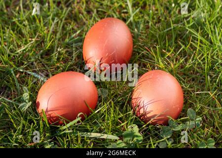 Easter eggs, three dyed chicken eggs in the grass Stock Photo