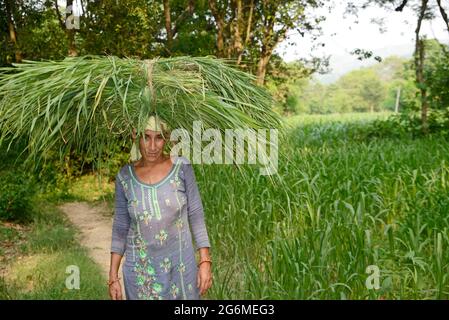 Women Farmer carrying Green Grass  on her head Stock Photo