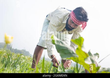 Indian Young Farmer working in their agriculture field Stock Photo