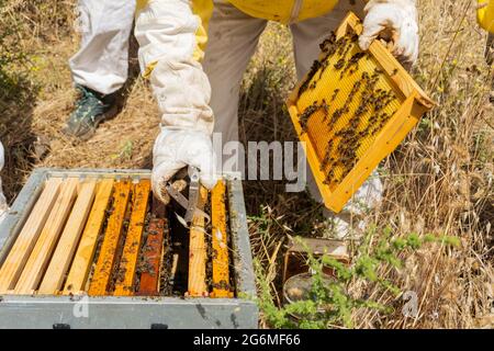 Equipped and protected beekeepers, working in a colony of bees, checking the combs Stock Photo