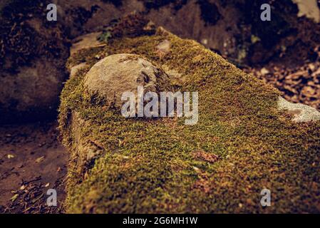 dolmens in the forest. cloudy dark mystical jungle with ancient ruins of a part of the rock. Stock Photo