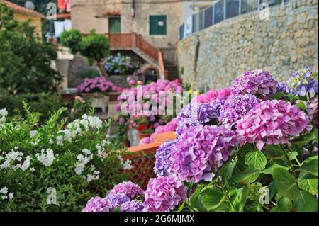Beautiful hydrangea flowers in garden of  Mediterranean town Stock Photo