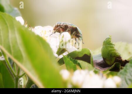Green beetle insect on white flower, romantic and dreamy. Macro close-up of flower chafer, the green rose chafer (Cetonia aurata), scarab beetle. Stock Photo