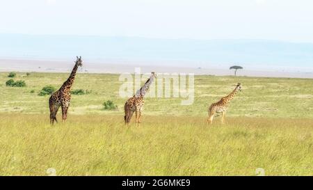 Three Masai giraffes in the Masai Mara, Kenya. A large male and two females in the long grass of the savannah, with acacia trees in the background. Stock Photo