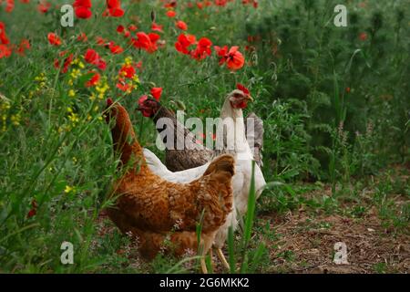 Three Female Chicken next to Common Poppy Field. Gallus Gallus Domesticus and Papaver Rhoeas in Countryside. Stock Photo