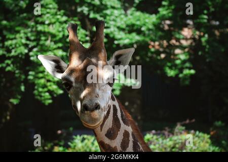 Front View of Rothschild's Giraffe in Czech Zoo. Beautiful Close-up of African Ruminant in Zoological Garden. Stock Photo