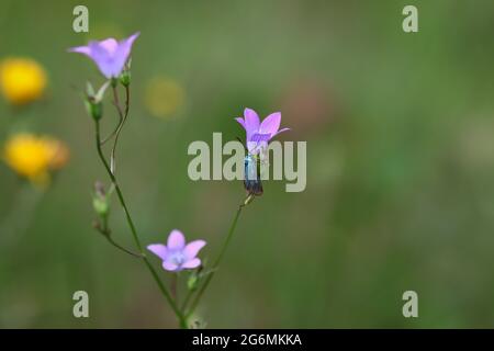 Adscita Statices on Campanula Patula in Summer Nature. The Green Forester Moth on Spreading Bellflower on a Meadow. Stock Photo