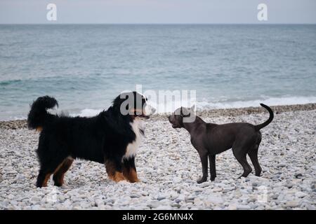Puppy of American pit bull terrier of blue color plays with large Bernese Mountain Dog on pebble beach on coast. Two charming friendly family dog bree Stock Photo