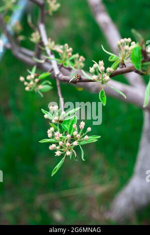 Pink apple blossoms and buds blooming close up. Buds with green leaves. Macro photography shoot with soft bokeh effect. Stock Photo