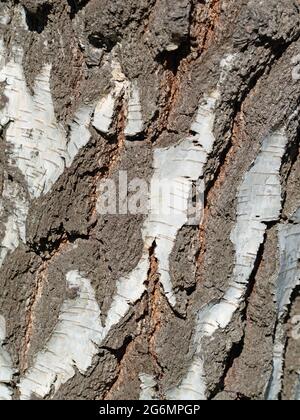Bark of the birch, betula, in a close-up Stock Photo