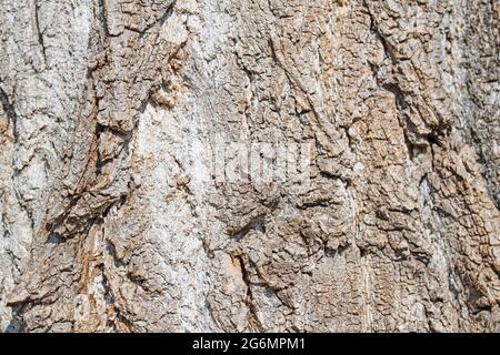 Bark from the poplar tree Stock Photo