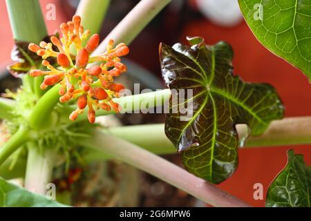 Jatropha Podagrica: Stock Photo