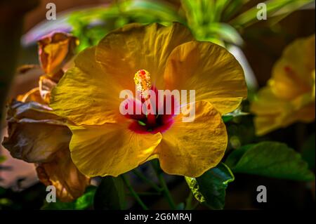 Yellow Hibiscus in bloom Stock Photo