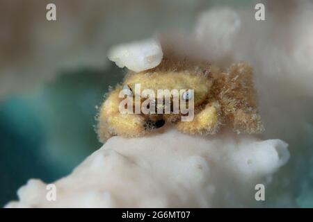 Tiny critter - Furry Coral crab (Cymo melanodactylus). Underwater world ...