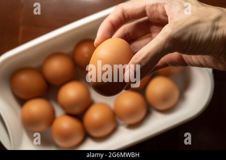 chicken egg in a hand Stock Photo