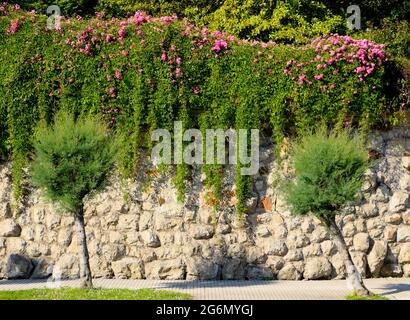 Bougainvillea vines with pink flowers growing over a high stone wall with Tamarix chinensis Tamarisk trees in front on a street in Santander Spain Stock Photo