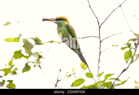 The European Bee-eaters, Merops apiaster is sitting and showing off on a nice branch, has some insect in its beak, during mating season Stock Photo