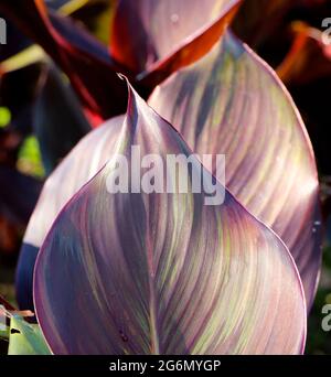 Canna indica Indian shot African arrowroot edible canna purple arrowroot sierra leone arrowroot large leaves in bright sun close up Stock Photo