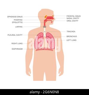 Anatomy of the nose and throat. Human organ structure. Medical sign ...