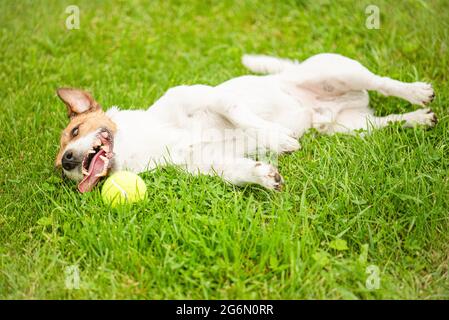 Tired dog lying down on green grass on hot summer day after active game with tennis ball Stock Photo