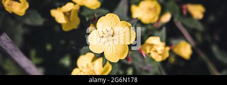 oenothera biennis or donkey or evening primrose yellow flower bush in full bloom on a background of green leaves and grass in the floral garden on a s Stock Photo