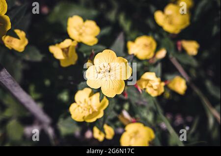 oenothera biennis or donkey or evening primrose yellow flower bush in full bloom on a background of green leaves and grass in the floral garden on a s Stock Photo