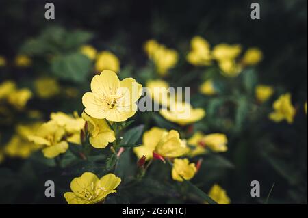 oenothera biennis or donkey or evening primrose yellow flower bush in full bloom on a background of green leaves and grass in the floral garden on a s Stock Photo