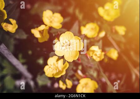 oenothera biennis or donkey or evening primrose yellow flower bush in full bloom on a background of green leaves and grass in the floral garden on a s Stock Photo