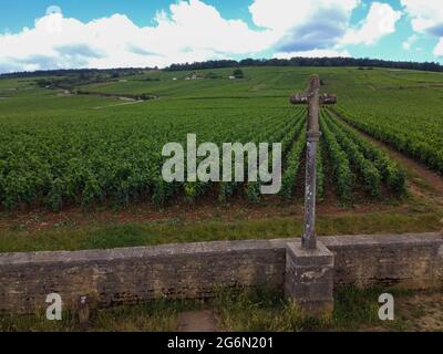 Aerian view on walled green grand cru and premier cru vineyards with rows of pinot noir grapes plants in Cote de nuits, making of famous red and white Stock Photo