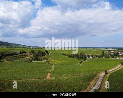 Aerian view on walled green grand cru and premier cru vineyards with rows of pinot noir grapes plants in Cote de nuits, making of famous red and white Stock Photo