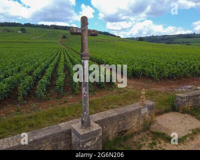 Aerian view on walled green grand cru and premier cru vineyards with rows of pinot noir grapes plants in Cote de nuits, making of famous red and white Stock Photo