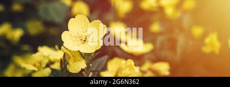 oenothera biennis or donkey or evening primrose yellow flower bush in full bloom on a background of green leaves and grass in the floral garden on a s Stock Photo