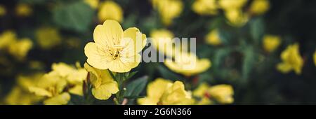 oenothera biennis or donkey or evening primrose yellow flower bush in full bloom on a background of green leaves and grass in the floral garden on a s Stock Photo