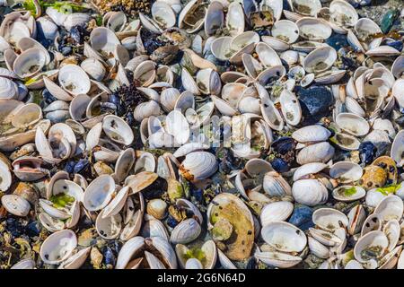 Abstract image of open clam shells exposed at low tide on a Vancouver Island beach in Canada Stock Photo