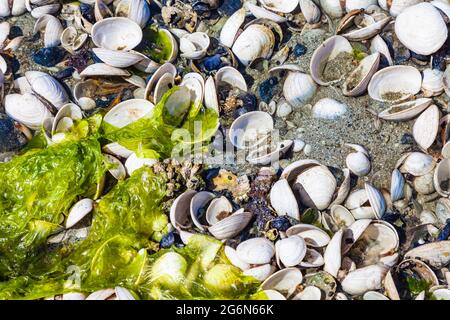 Abstract image of open clam shells exposed at low tide on a Vancouver Island beach in Canada Stock Photo
