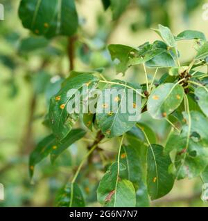 the fungal disease pear rust transmitted by the fungus Gymnosporangium sabinae on a pear tree in the garden in summer Stock Photo