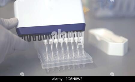 12 channel standard PCR Multichannel pipette with 8 channels pipettes depositing samples into a 96 well microplate or ninety six microtiter plate clos Stock Photo
