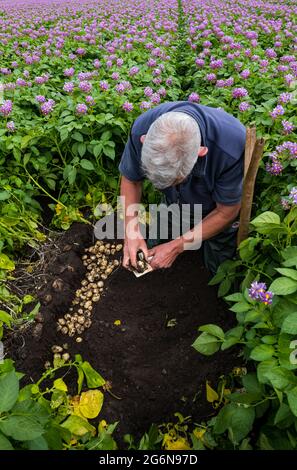 Farm manager Geert Knottenbelt measures size of new potatoes for supermarket requirements in Maris Peer potato crop field, East Lothian, Scotland, UK Stock Photo