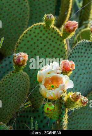 Detail of the flowering of prickly pear, opuntia ficus indica. Abruzzo, italy, europe Stock Photo